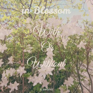album cover image - in Blossom
