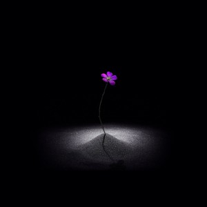 album cover image - Wildflower