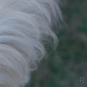 album cover image - B