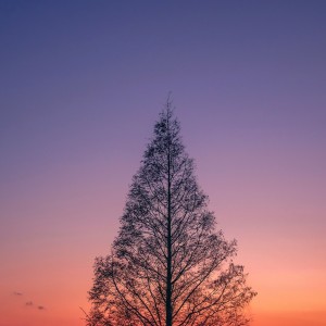 album cover image - 나무