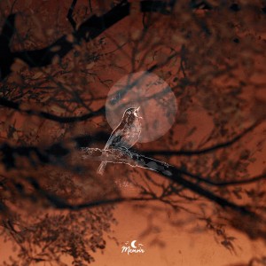 album cover image - Fields