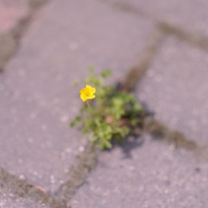 album cover image - 아스팔트 위에 핀 꽃