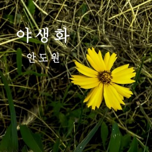 album cover image - 야생화