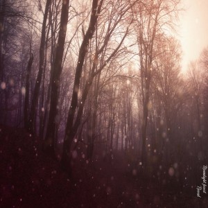 album cover image - 달빛의 숲