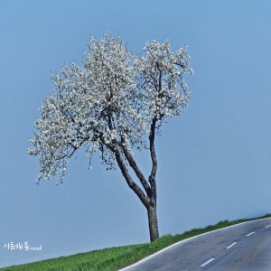 album cover image - 이듬해 봄