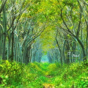 album cover image - 토토로의 숲